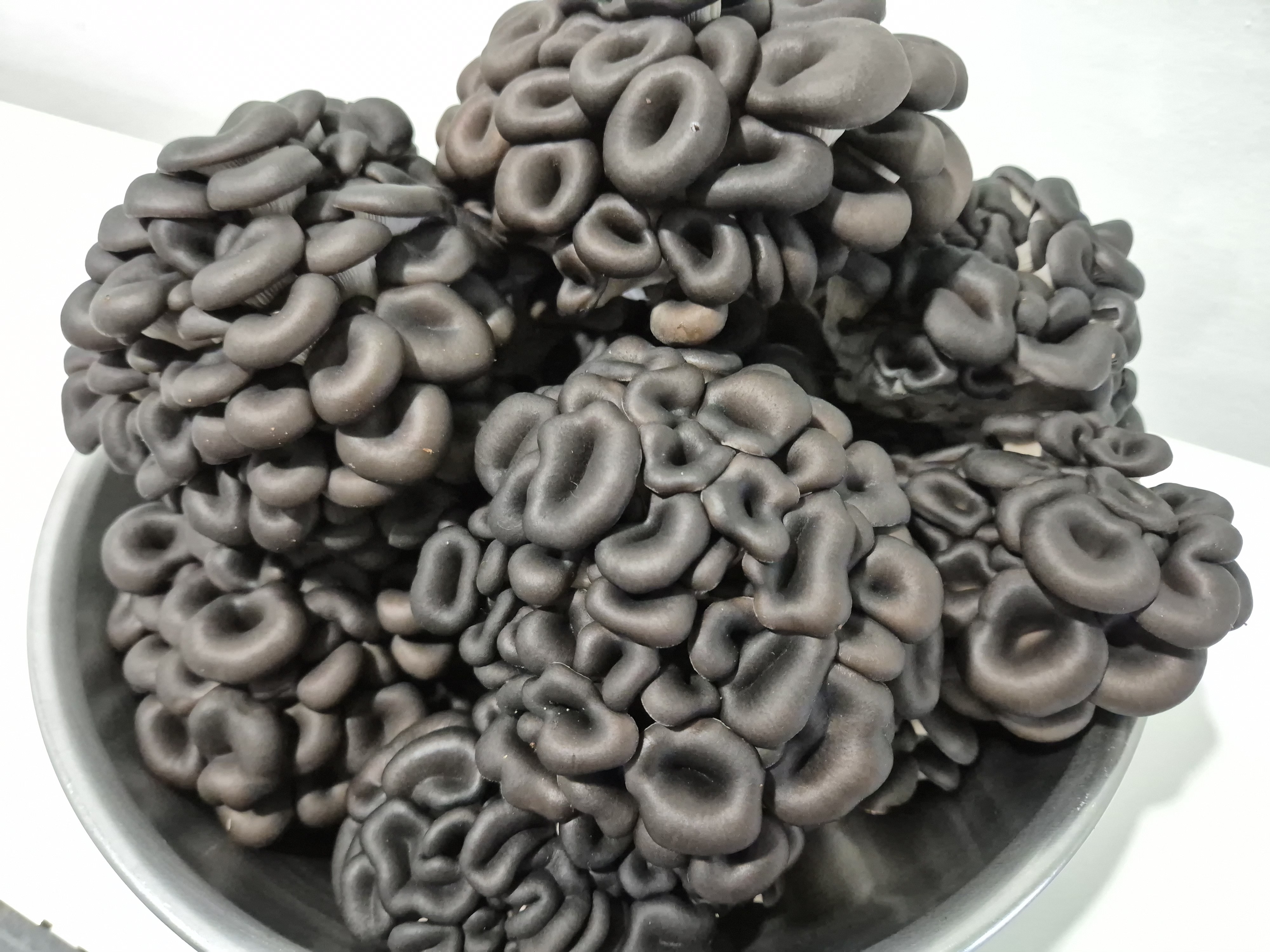 느타리버섯 수확&40;4.15&41;